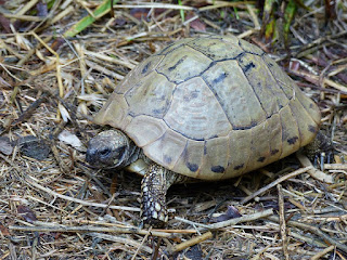 Testudo hermanni boettgeri