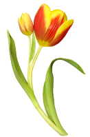 Два цвета окраски присутствуют в бутоне этого цветка