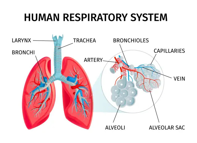 50 Amazing Facts About the Respiratory System: How the Body Breathes