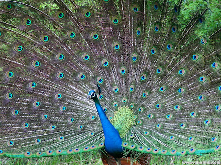 peacock paos @ Digaleri.com