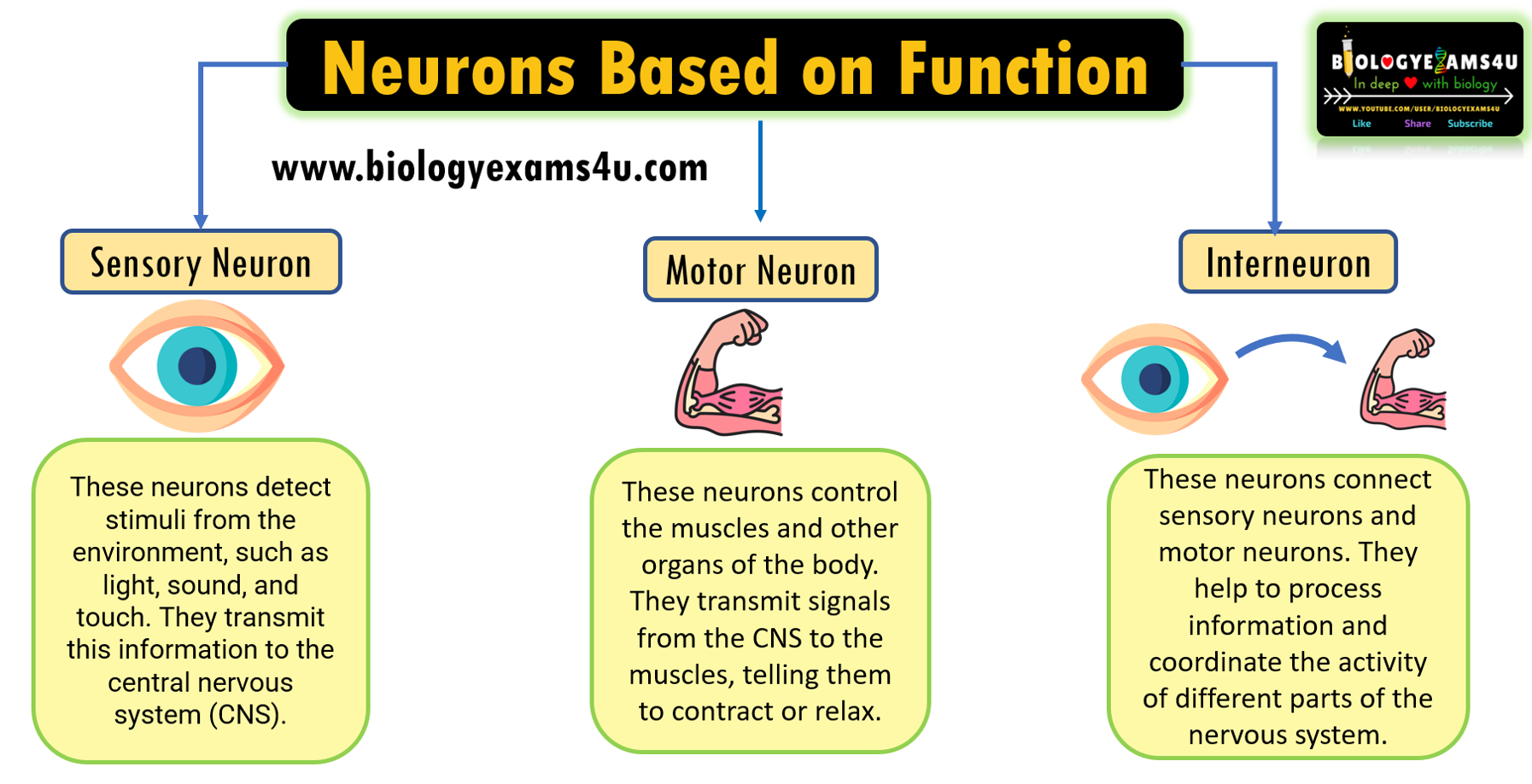 Neurons Classification based on Function  Sensory neuron, Motor neuron and Interneuron