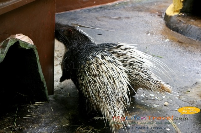 Langkawi Wildlife Park