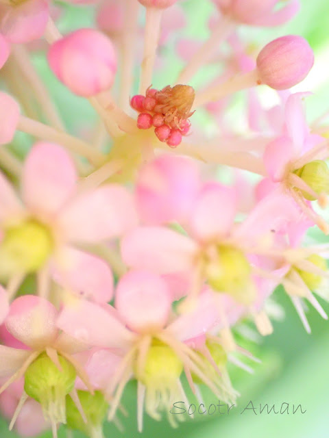 Phytolacca japonica