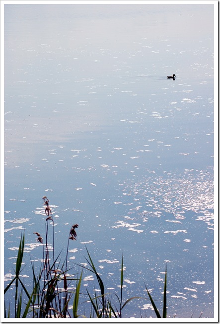 marshpond.6 June