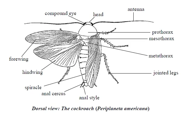 Structure of Cockroach with labels