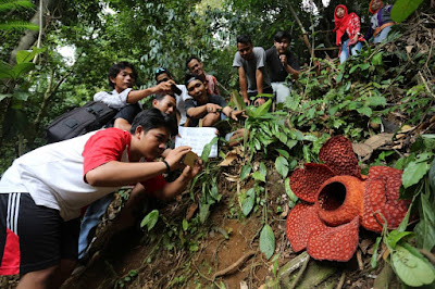 Habitat Bunga Rafflesia Arnoldi di Bengkulu
