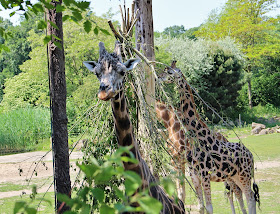 zoo Leipzig - Giraffen