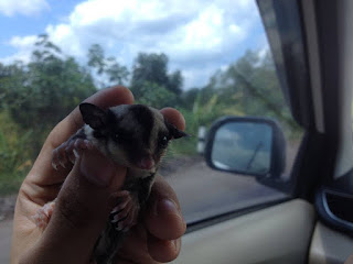 beli sugar glider medan, gudang sugar glider medan, pecinta sugar glider medan, pouch sugar glider medan, ternak sugar glider medan, sugar glider joey medan, sugar glider community medan, jual pouch sugar glider medan, jual beli sugar glider medan, sugar glider jual di medan, sugar glider medan, beli sugar glider di medan, jual sugar glider di medan, harga sugar glider di medan, jual sugar glider daerah medan, komunitas sugar glider di medan, jual sugar glider di daerah medan, sugar glider di medan, penjual sugar glider di medan, sugar glider murah di medan, toko sugar glider di medan, harga sugar glider medan, jual sugar glider medan, jual sugar glider joey medan, komunitas sugar glider medan, jual sugar glider di kota medan, sugar glider murah medan, jual sugar glider medan murah, peternakan sugar glider di medan, penjualan sugar glider di medan, penjual sugar glider medan,