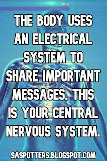 The body uses an electrical system to share important messages. This is your central nervous system.