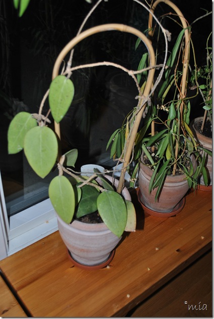 Mias Hoyas: Hoya Fusco-marginata / Hoya Vitellina