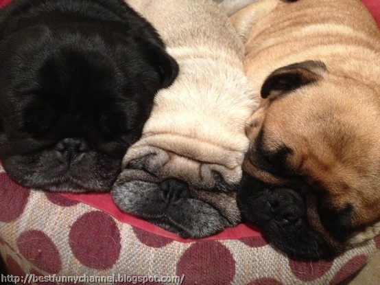 Three sleeping pug.