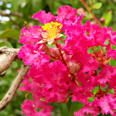 Nome Científico: Lagerstroemia indica Nomes Populares: Resedá, Árvore-de-júpiter, Extremosa, Flor-de-merenda, Suspiros, Resedá, Estremosa, Escumilha, Julieta, Flor-de-merenda-vermelha, Mumiquilho, crape myrtle, crepe myrtle, saru suberi, Saona, Sawani, Farash, Jarol, Dhayti, Asare, Siddhesvara, Pavalakkurinji, Chinagoranta Família: Lythraceae