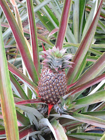 young pineapple