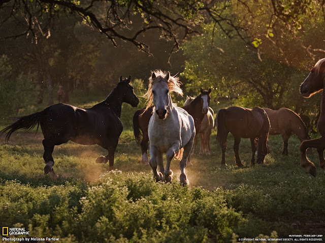 Fotos de animales