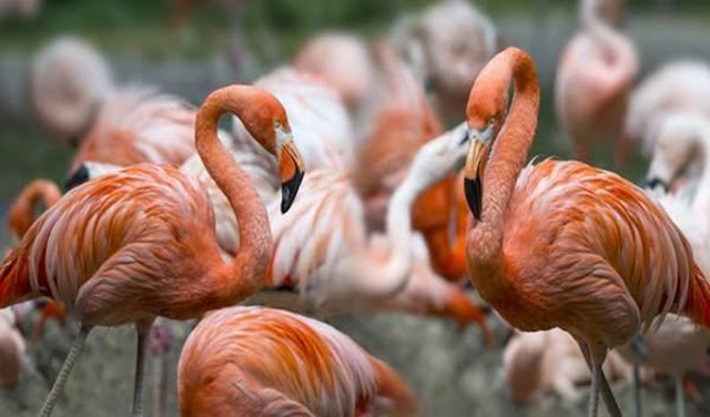 flamingos tendência