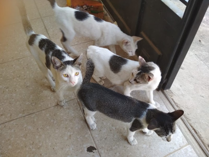 15+ Kucing Beranak