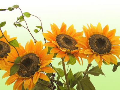 sunflower pictures