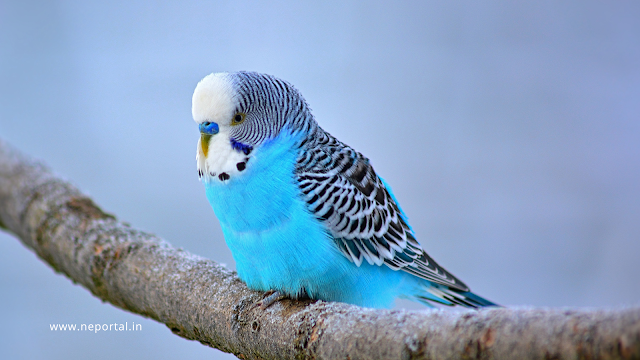 English Budgie Price In India