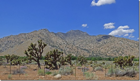  Joshua Trees along highway 178