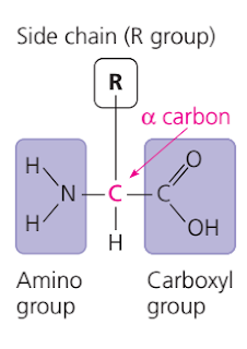 Gugus penyusun asam amino, gugus amino, gugus karboksil, rantai resisu asam amino, bagian bagian asam amino
