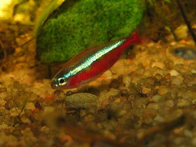 Cardinal Tetra