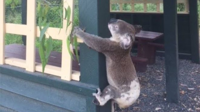 Postingan Koala Mati Memicu Kemarahan di Australia