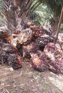 Hasil panen kelapa sawit di pesisir barat