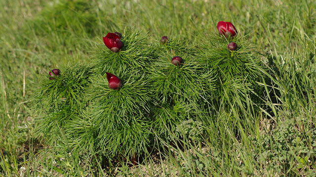 Пион тонколистный / Пион узколистный (Paeonia tenuifolia)