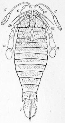 Pterygotus, Kalajengking Laut Sepanjang 2 Meter