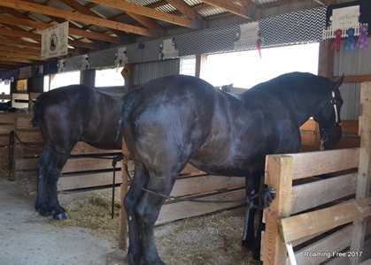 Big horses!