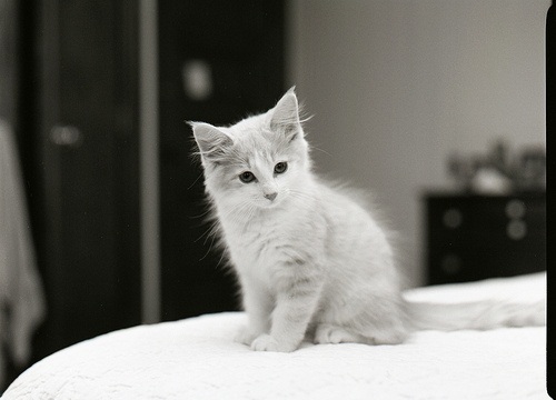 Pictures of Cute kittens