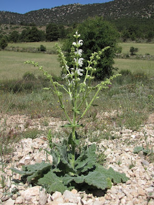 Salvia argentea - Silver sage care and culture