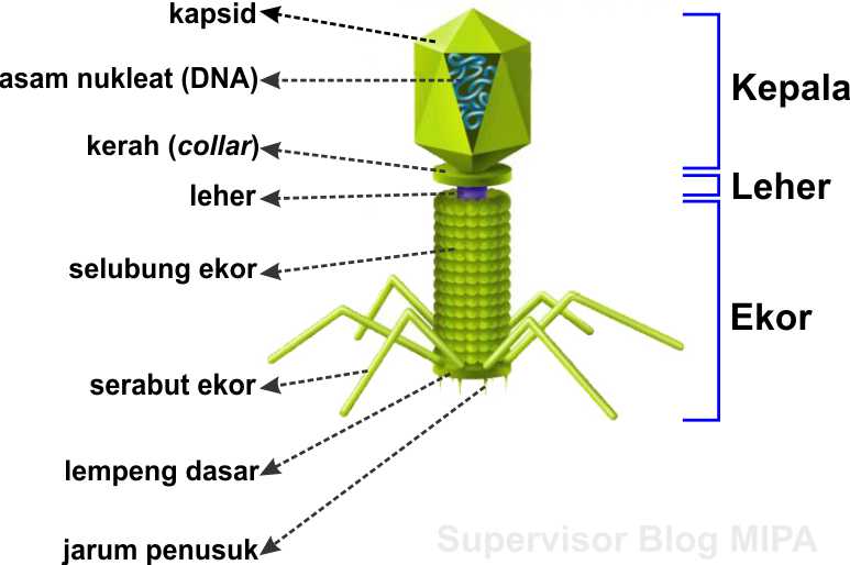 Struktur Tubuh Virus Ukuran, Bentuk, BagianBagian dan Fungsinya