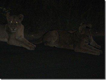 Life in the wilderness 058