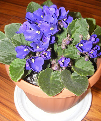 Violeta de parma albastra floare decorativa de apartament,