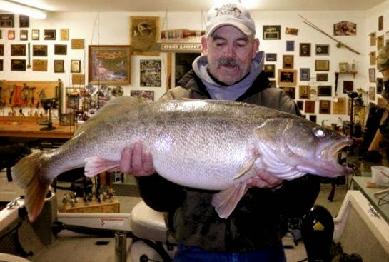 International Fishing News: WORLD RECORD: caught huge walley on