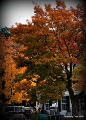 Pretty trees