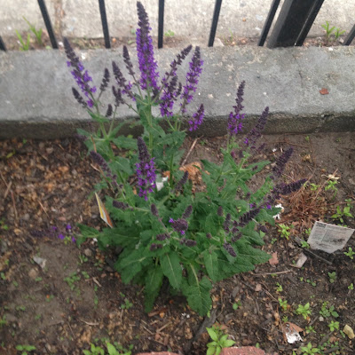 Purple Salvia Flower Bush