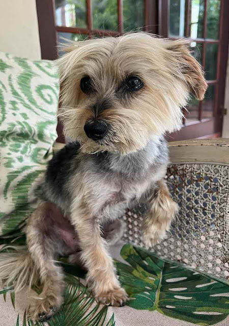 senior male Yorkshire terrier