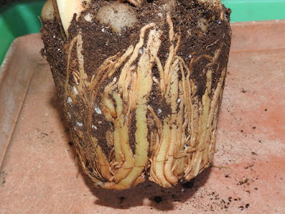 美鐵芋（金錢樹）的根