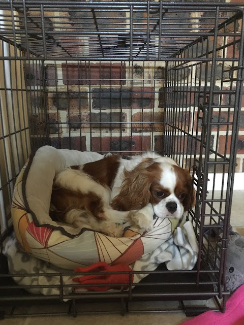 Ava brown and white puppy curled up on a soft bed in crate