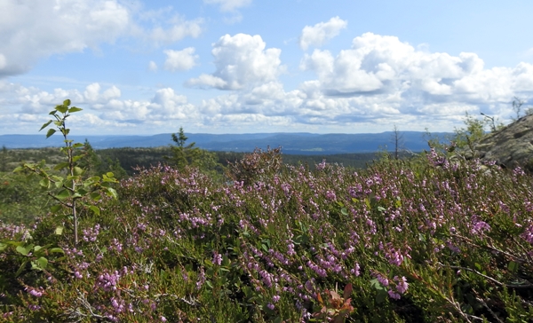 Jonsknuten kongsberg