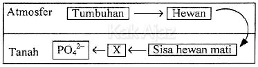 Daur Fosfor, daur biogeokimia, soal biologi UN 2017