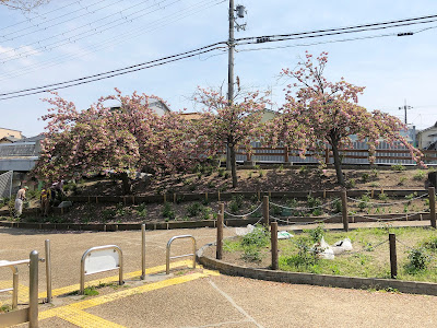 【寝屋川市】打上川治水緑地の牡丹桜（4月中旬～下旬に見頃）