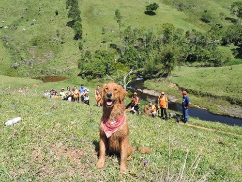 Dogs Trekking 6 (263) Dogs Trekking 6 (263)