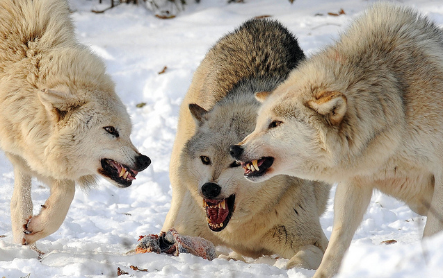 White Wolf : 10 pictures of growling wolves that will awaken your alpha