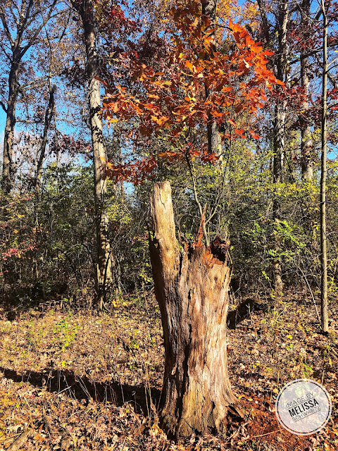 Remains of trees add interesting natural sculptures at Herrick Lake in Wheaton, IL.