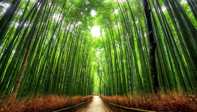 Terowongan Pohon Bambu, Jepang