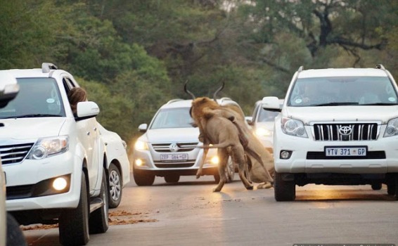  Lions kill Antelope 