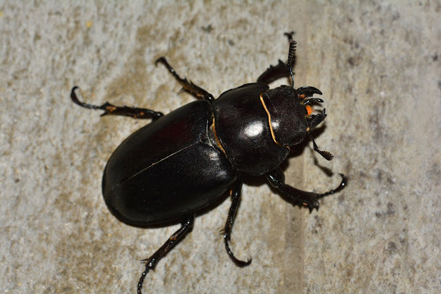 Lucanus tetraodon